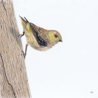 Forty Spotted Pardalote - Hanging by a Thread by Andy Hoggins