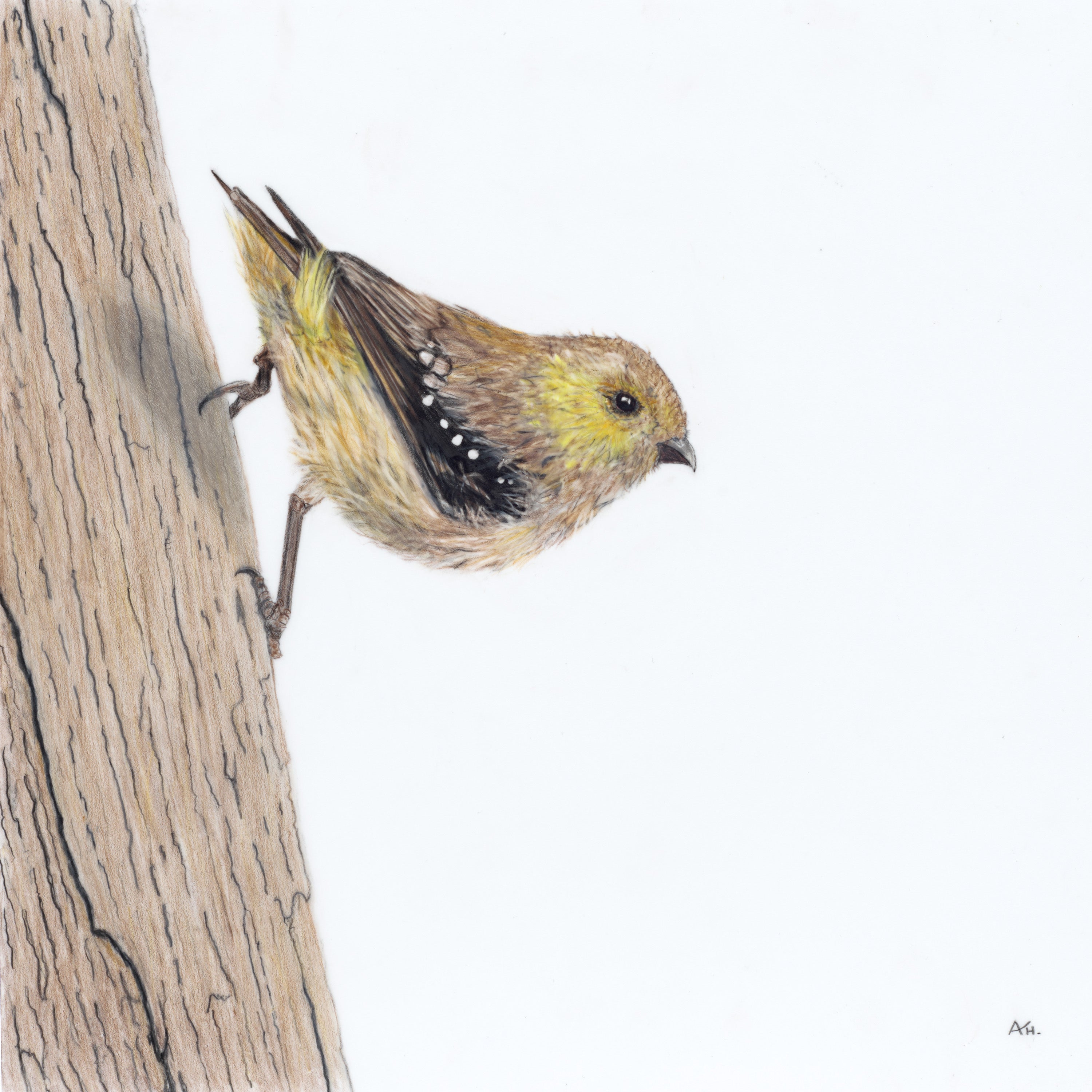 Forty Spotted Pardalote - Hanging by a Thread by Andy Hoggins