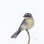 Grey Fantail - A Visit From a Loved One by Andy Hoggins
