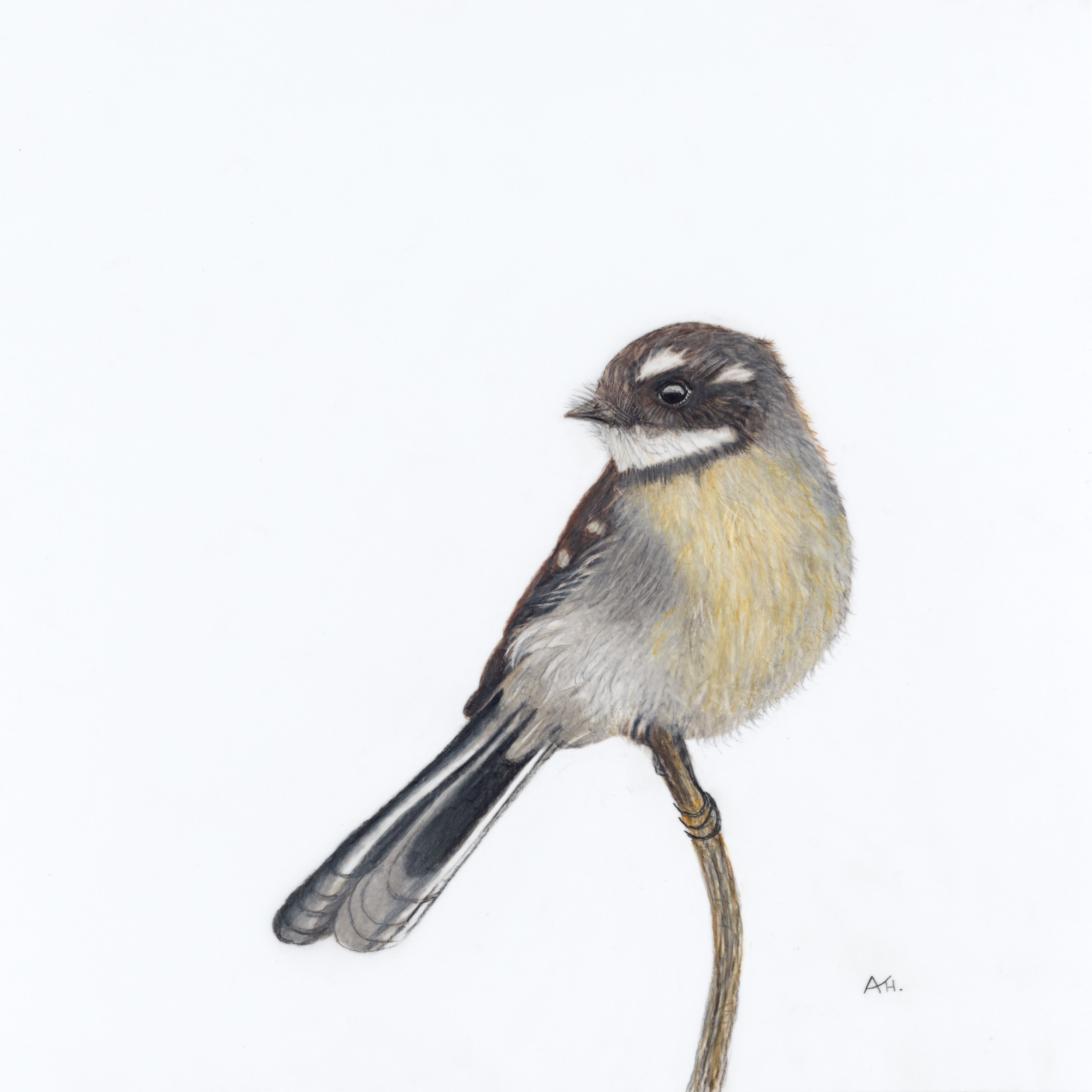 Grey Fantail - A Visit From a Loved One by Andy Hoggins