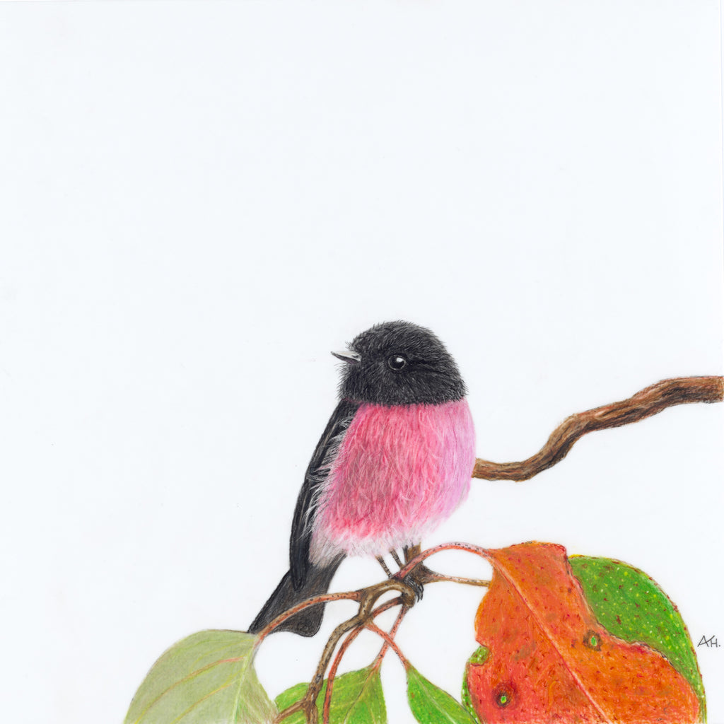 Pink Robin - Perseverance in Pink by Andy Hoggins