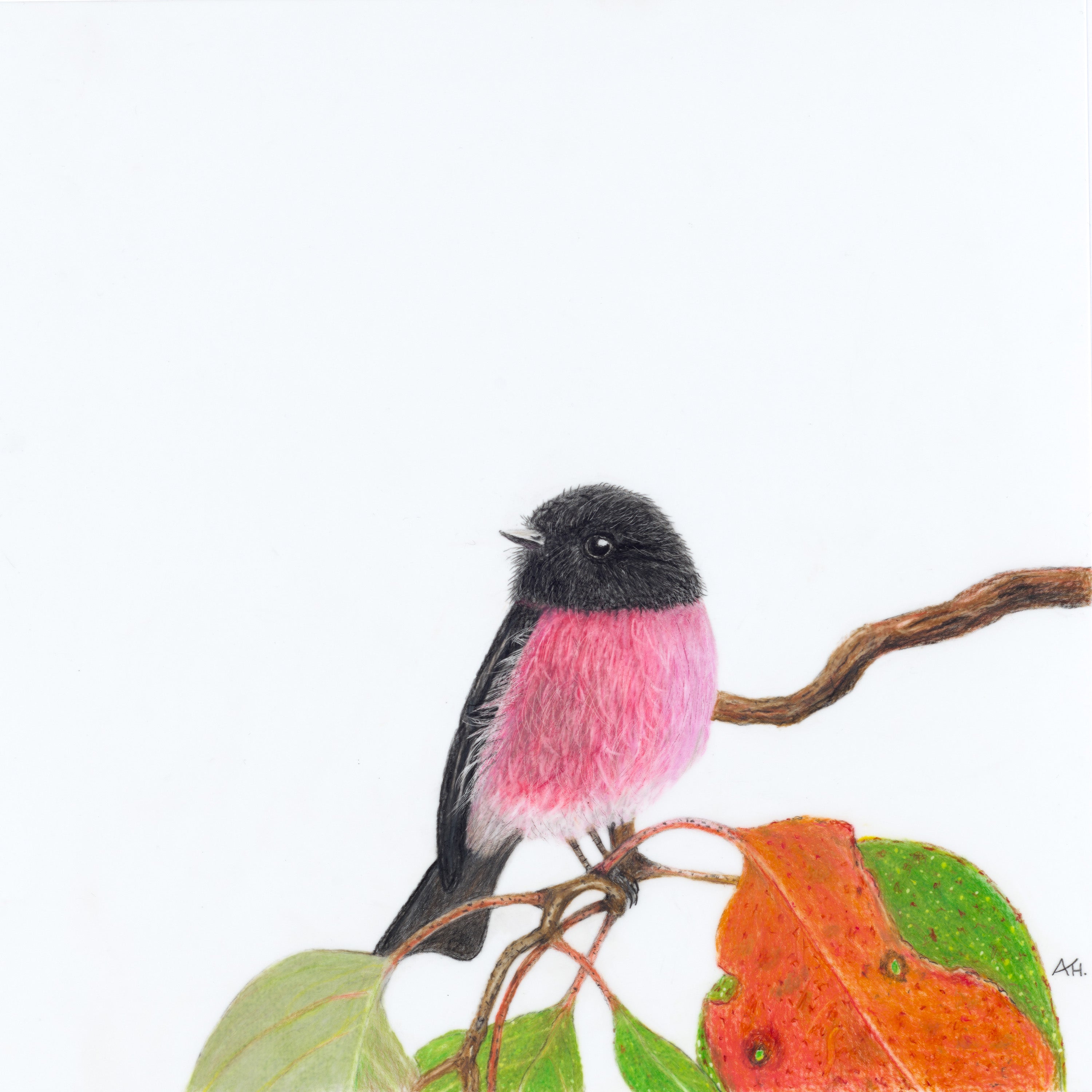 Pink Robin - Perseverance in Pink by Andy Hoggins