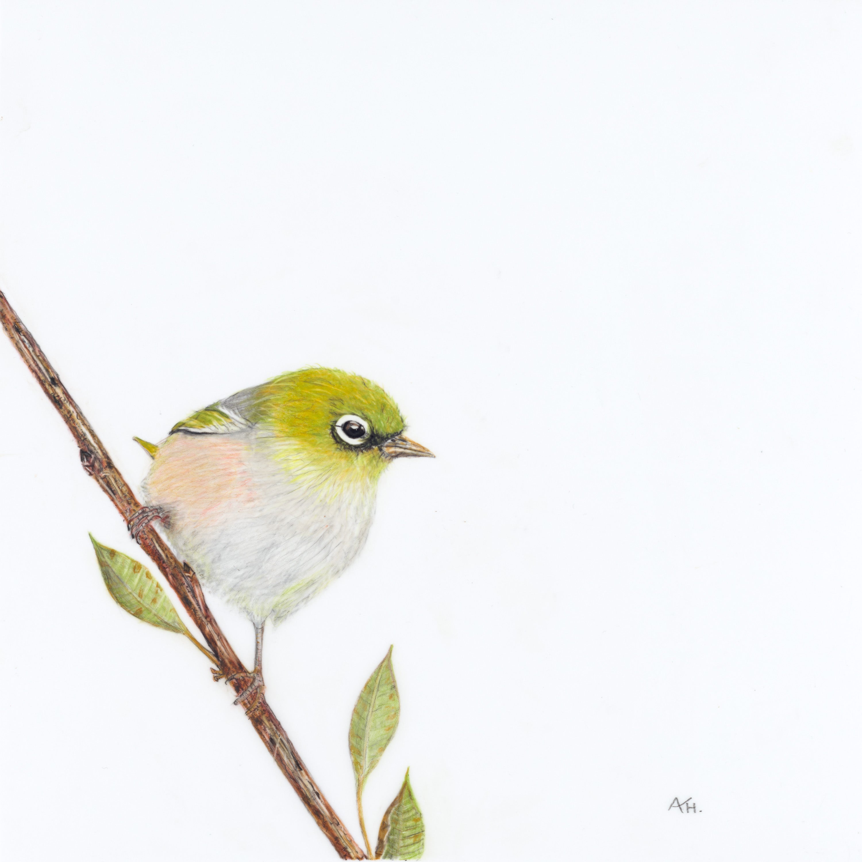 Silver Eye - Proceed with Caution by Andy Hoggins