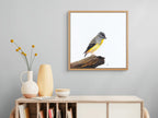 Spotted Pardalote - A Room With a View by Andy Hoggins
