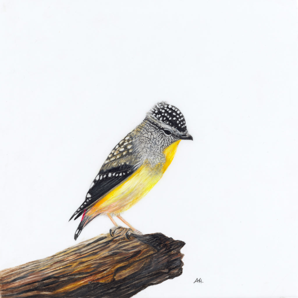 Spotted Pardalote - A Room With a View by Andy Hoggins