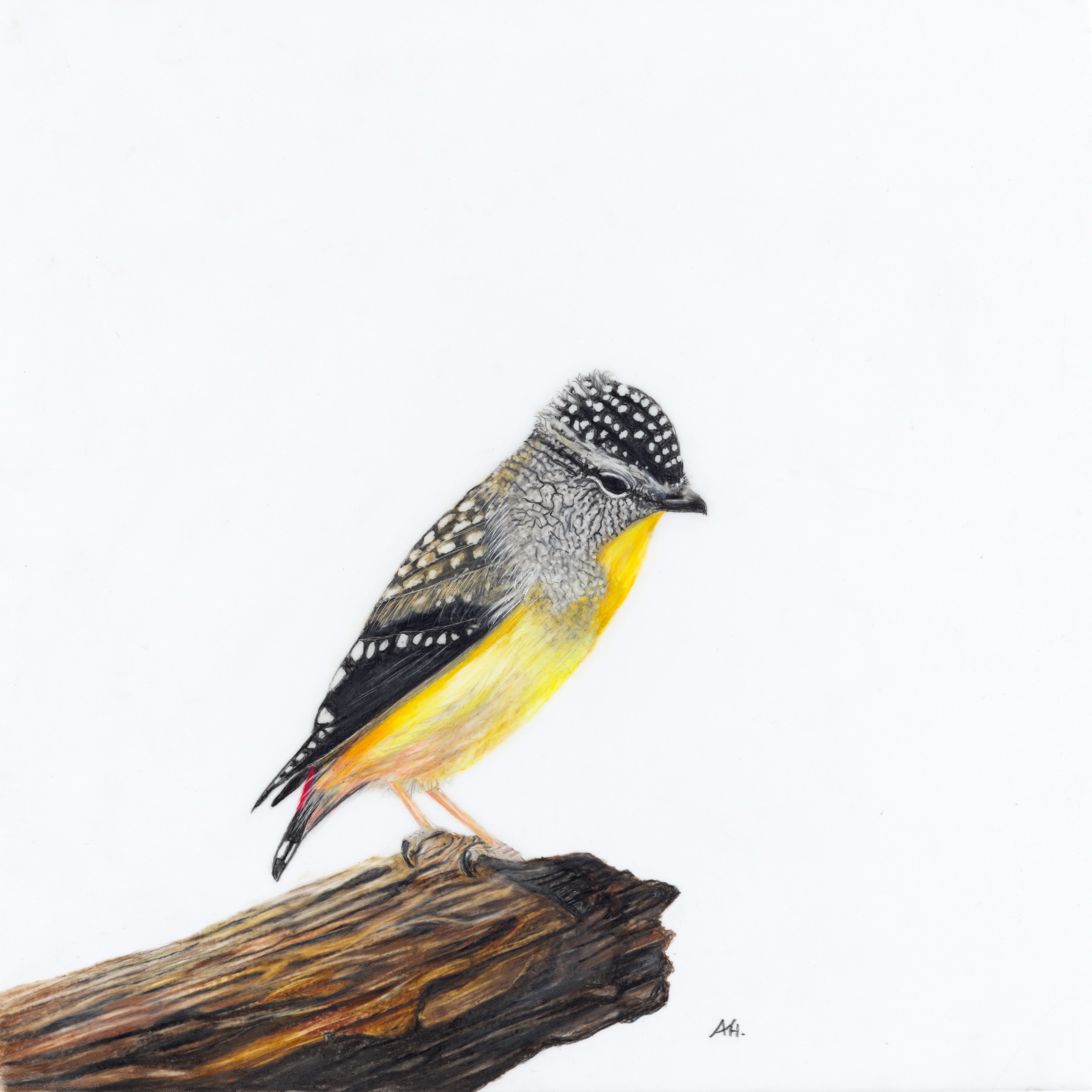 Spotted Pardalote - A Room With a View by Andy Hoggins