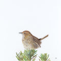 Striated Field Wren - Out of Sight, Out of Mind by Andy Hoggins