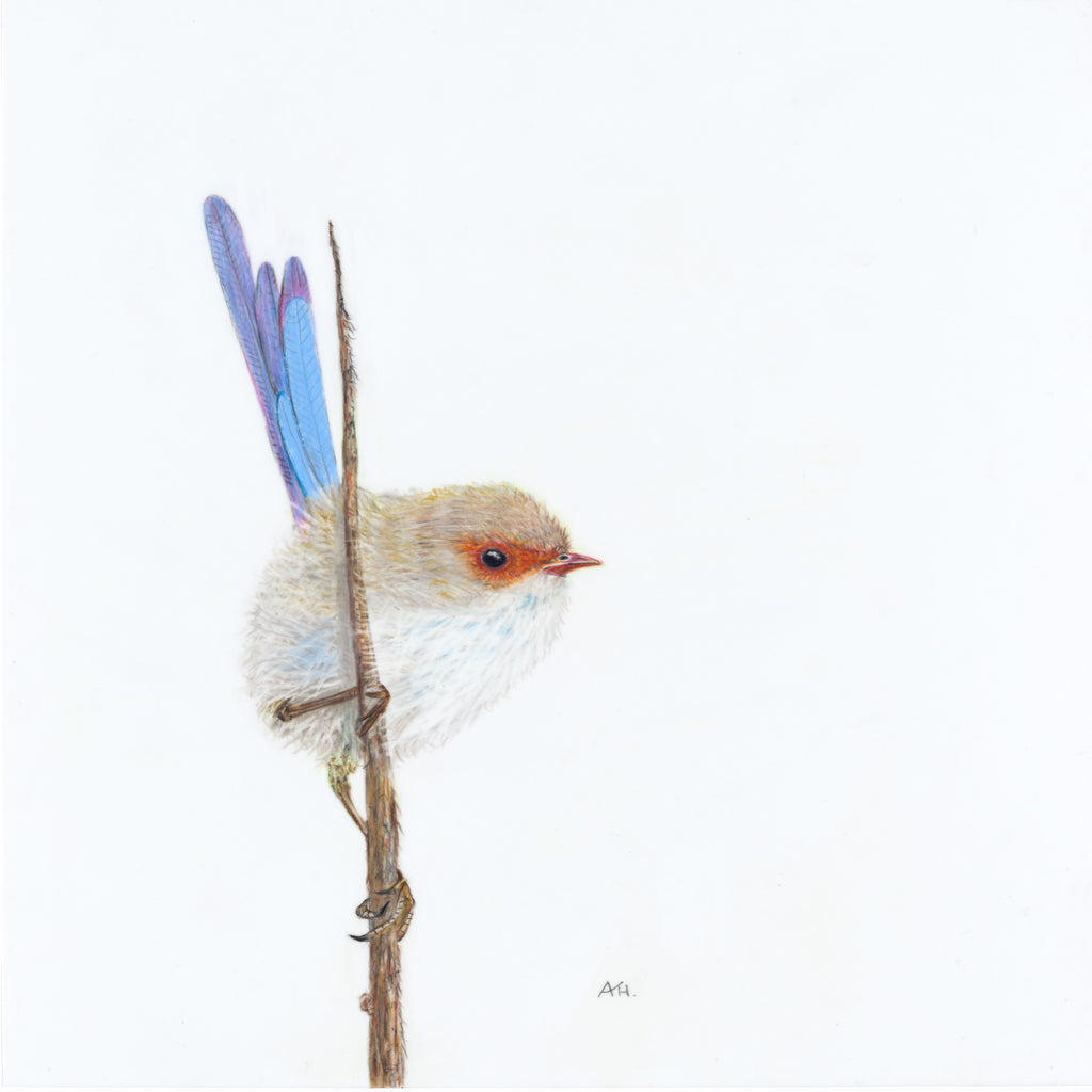 Superb Fairy Wren, Male - Promiscuity by Andy Hoggins