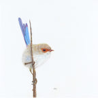 Superb Fairy Wren, Male - Promiscuity by Andy Hoggins