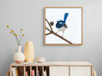 Superb Fairy Wren, Male - Unitika by Andy Hoggins