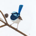 Superb Fairy Wren, Male - Unitika by Andy Hoggins