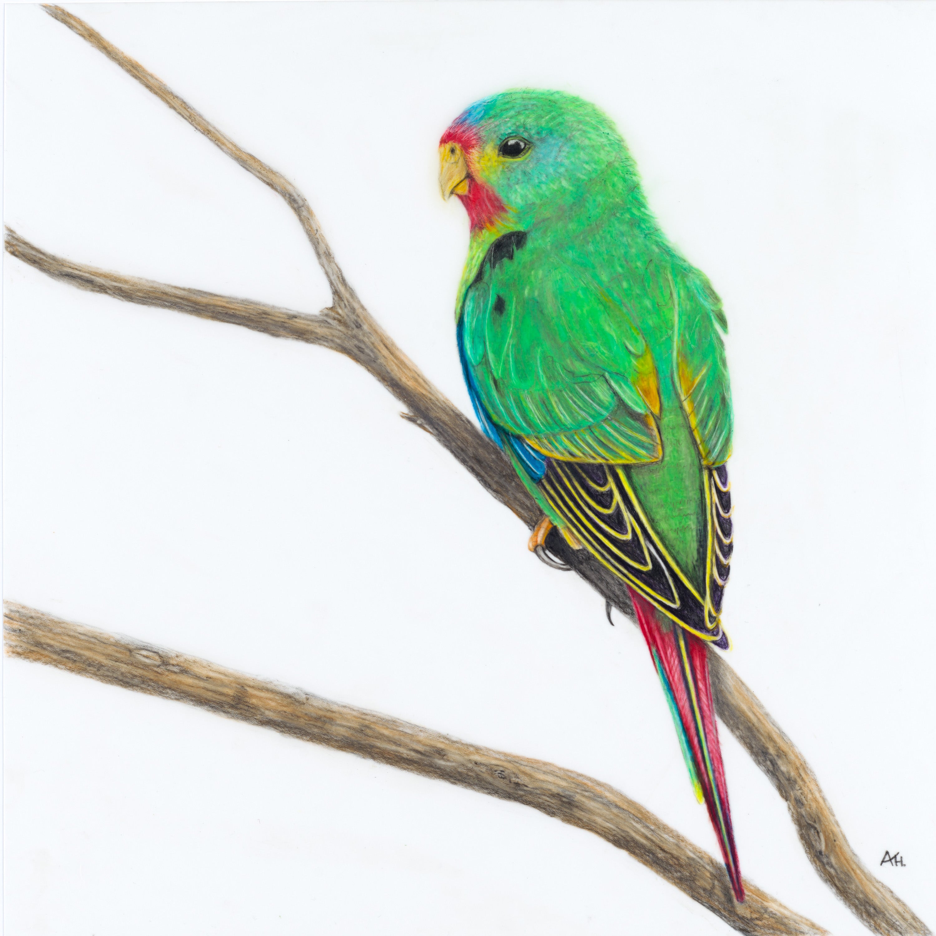 Swift Parrot Juvenile - Not Easy Being Green by Andy Hoggins