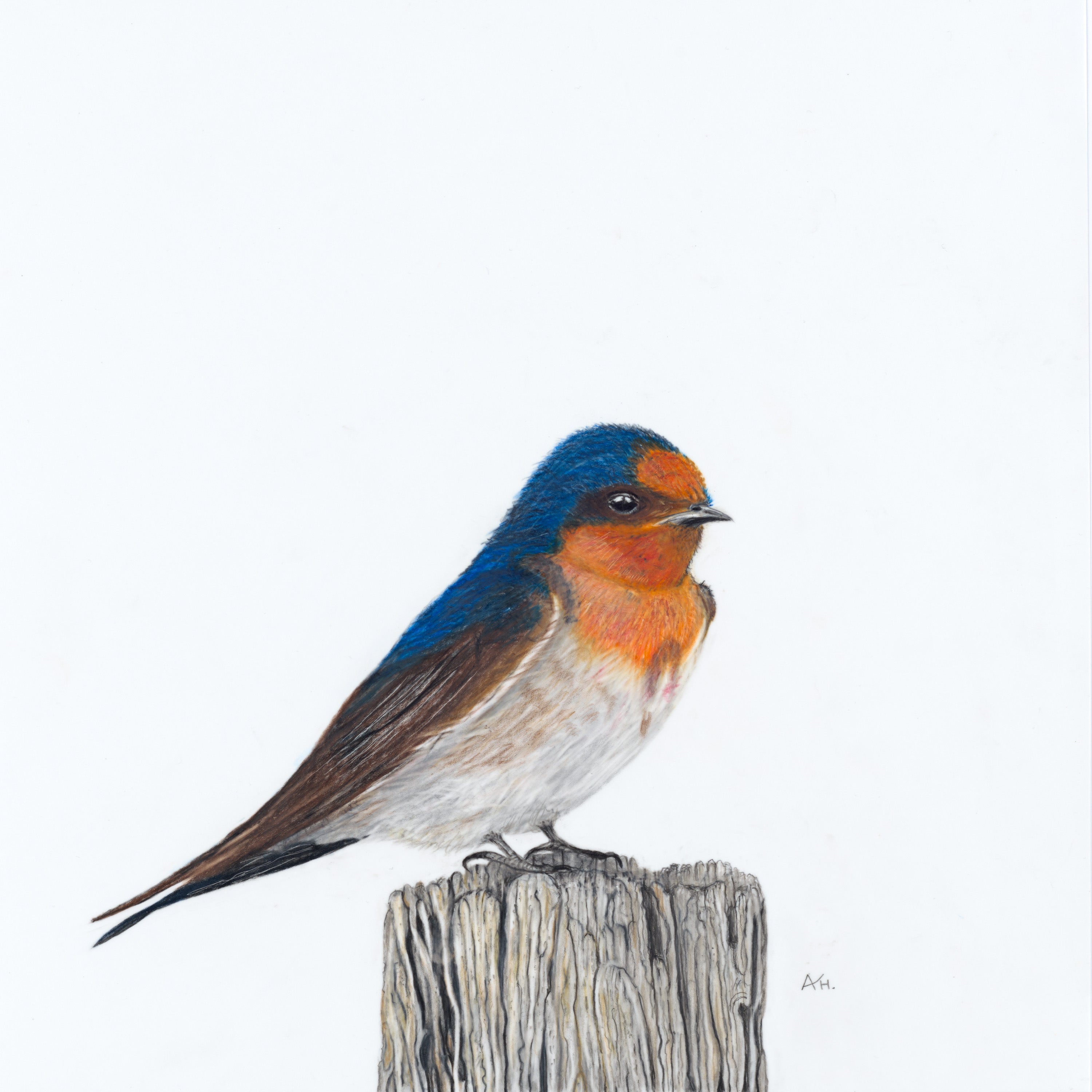Tasmanian Swallow - A Victorious Moment by Andy Hoggins