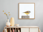 Yellow Rumped Thornbill - Moment of Stillness by Andy Hoggins