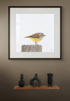 Yellow Rumped Thornbill - Moment of Stillness by Andy Hoggins