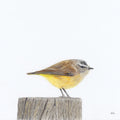 Yellow Rumped Thornbill - Moment of Stillness by Andy Hoggins