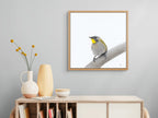 Yellow Throated Honeyeater - Appreciation of Peace by Andy Hoggins