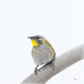 Yellow Throated Honeyeater - Appreciation of Peace by Andy Hoggins