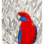 Crimson Beauty by Patricia Hopwood-Wade