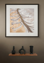 Branches by Paul Hoelen