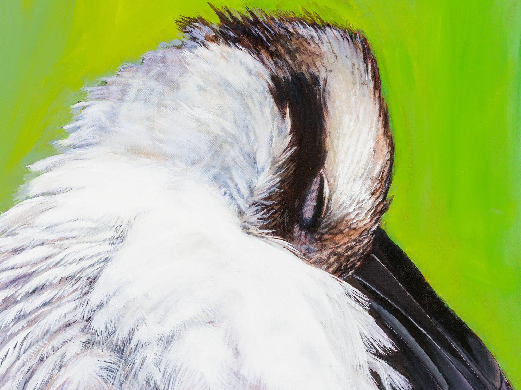 Kookaburra Preening by Laurence King