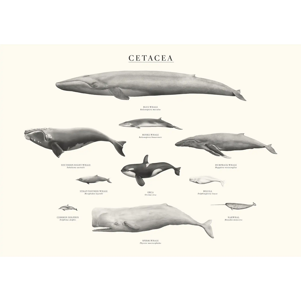 Cetacea by Sam Lyne