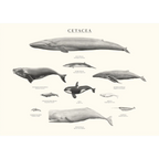 Cetacea by Sam Lyne