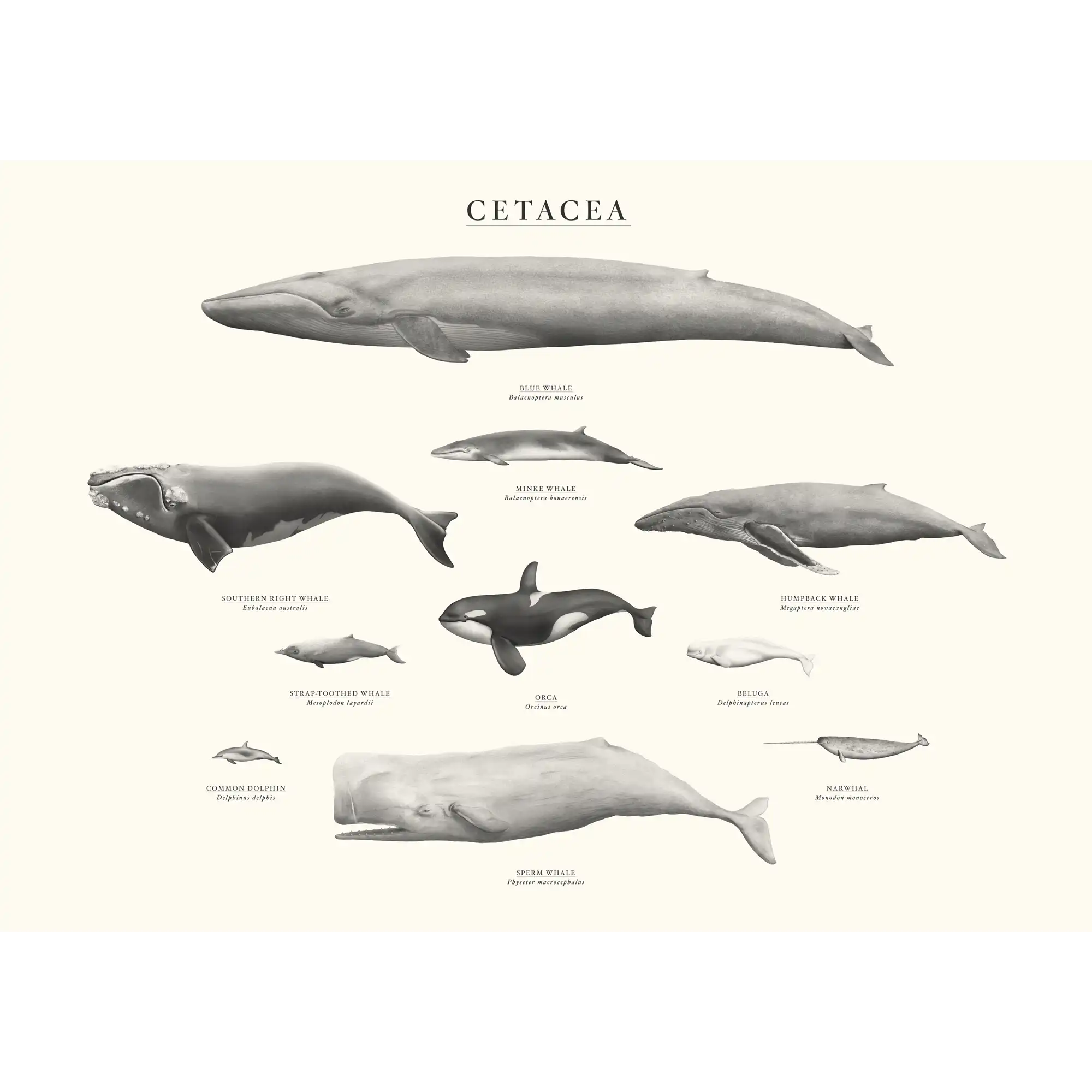 Cetacea by Sam Lyne