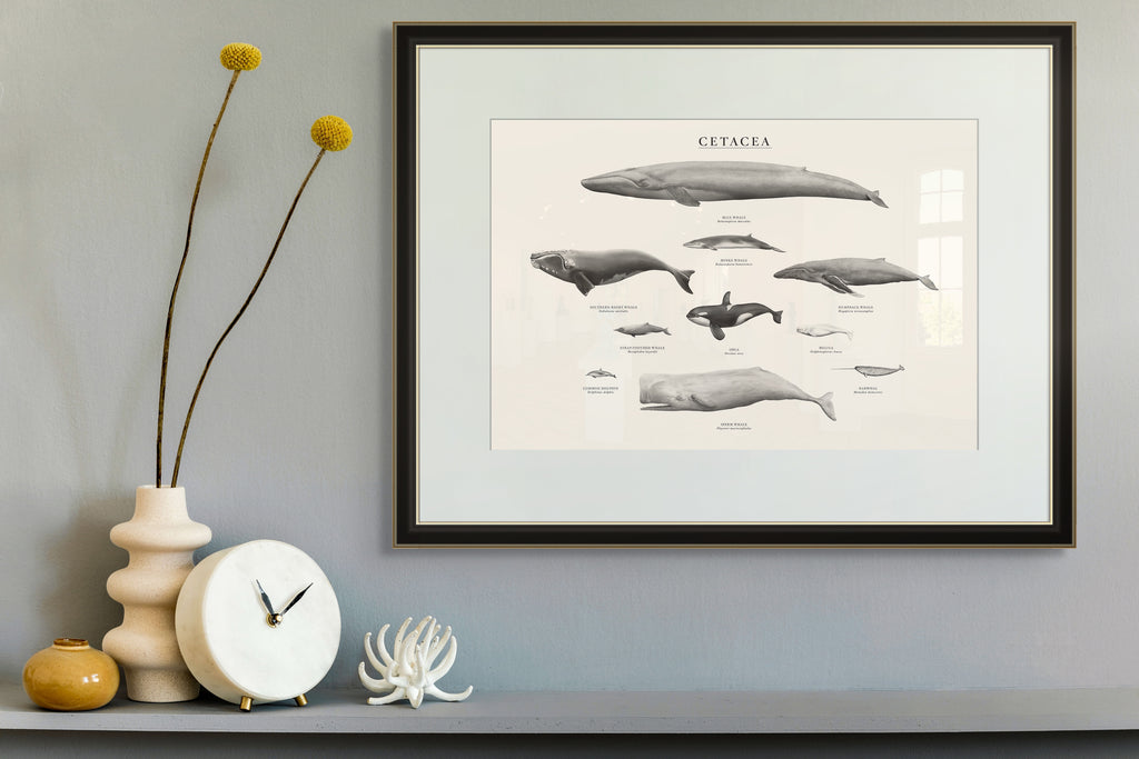 Cetacea by Sam Lyne