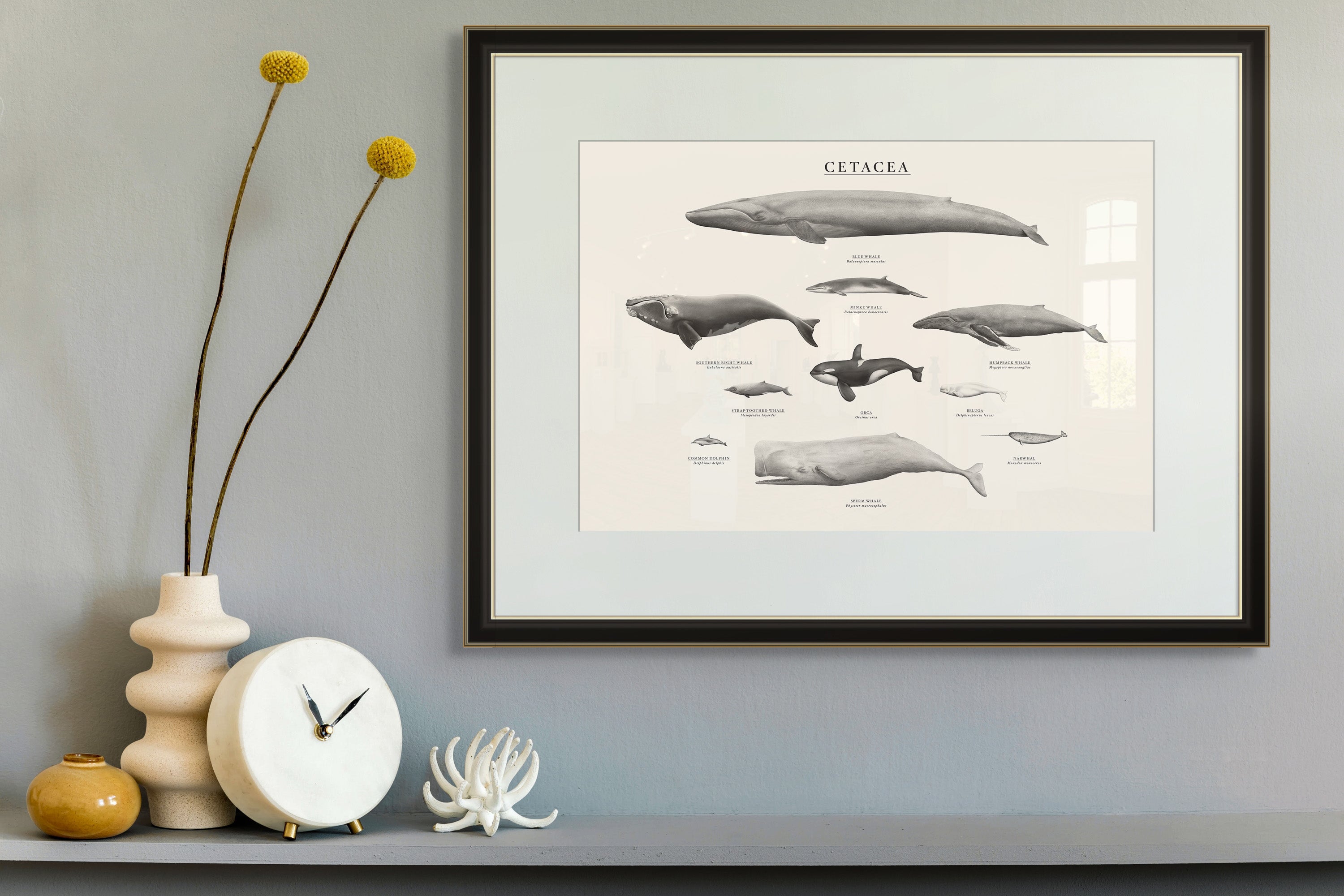 Cetacea by Sam Lyne