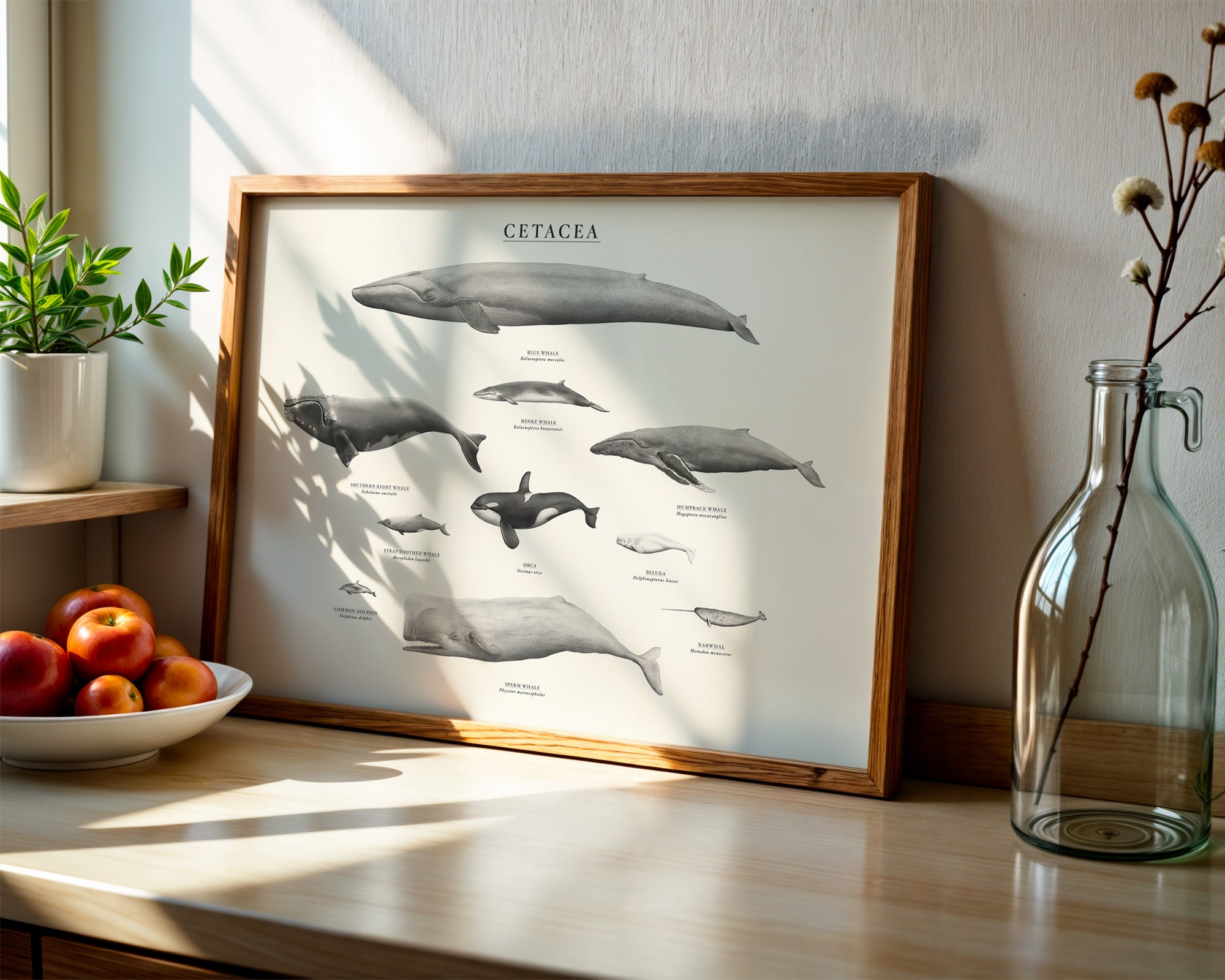 Cetacea by Sam Lyne