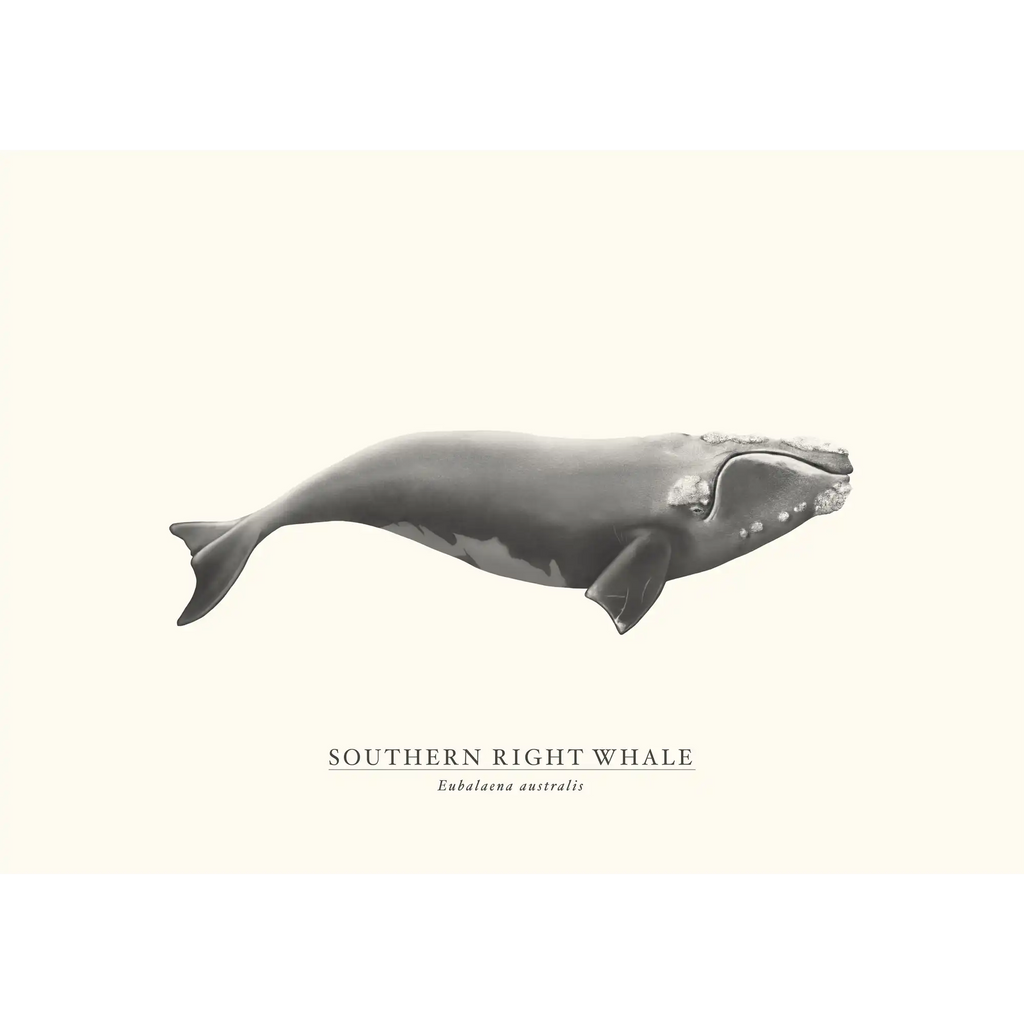 Southern Right Whale