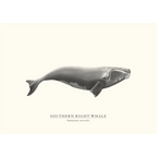 Southern Right Whale by Sam Lyne