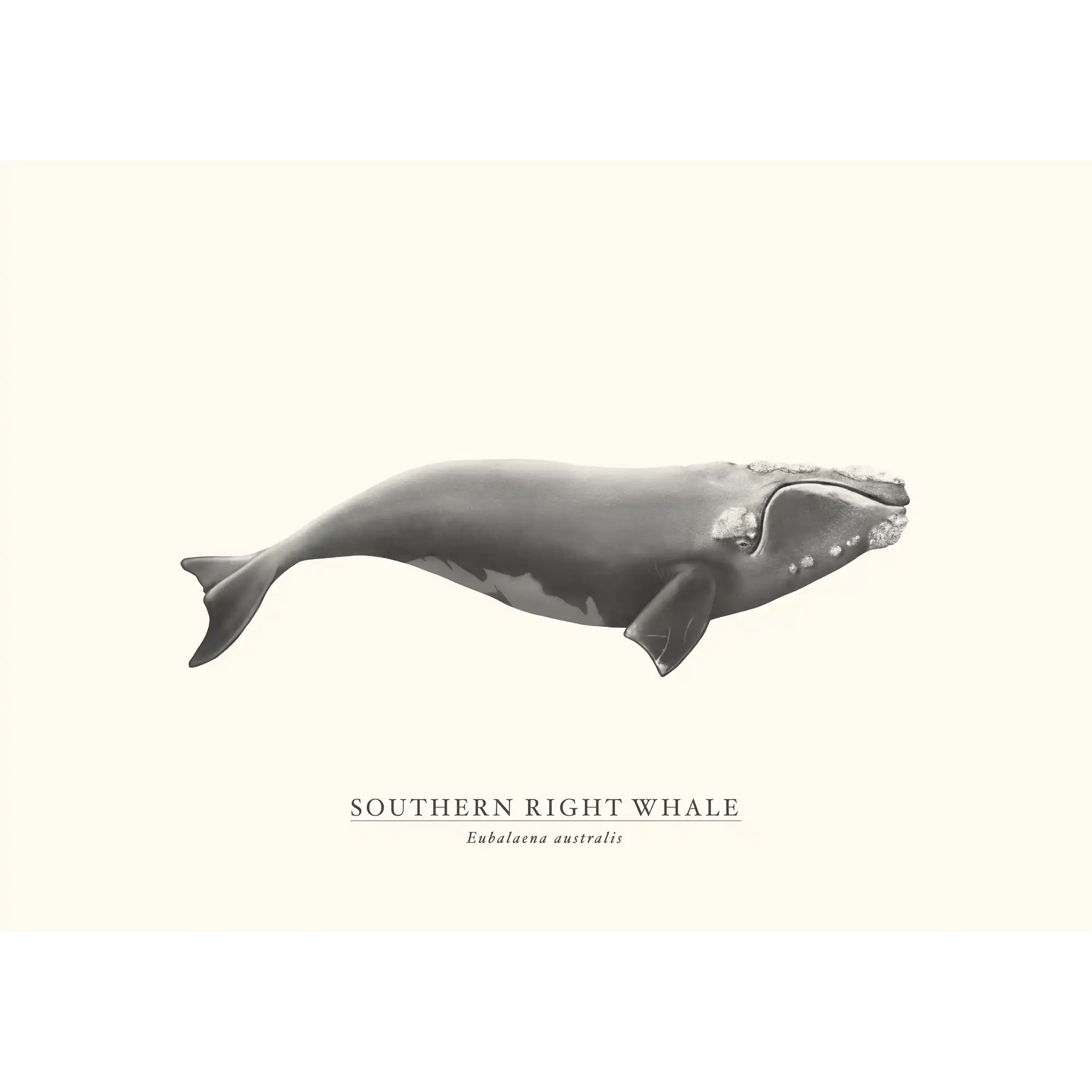 Southern Right Whale by Sam Lyne