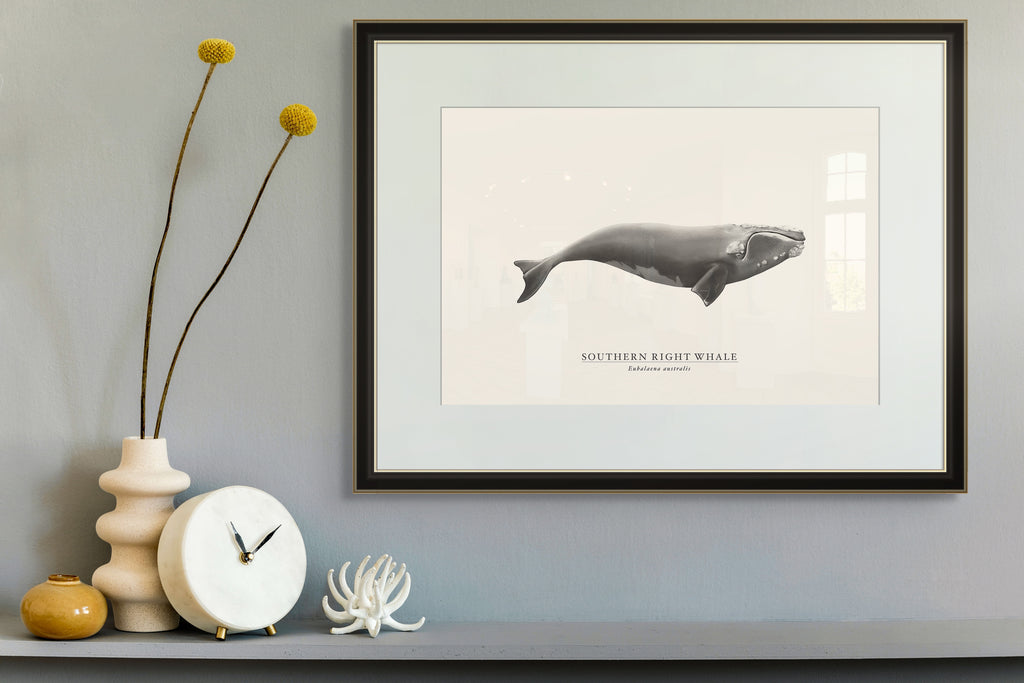 Southern Right Whale by Sam Lyne