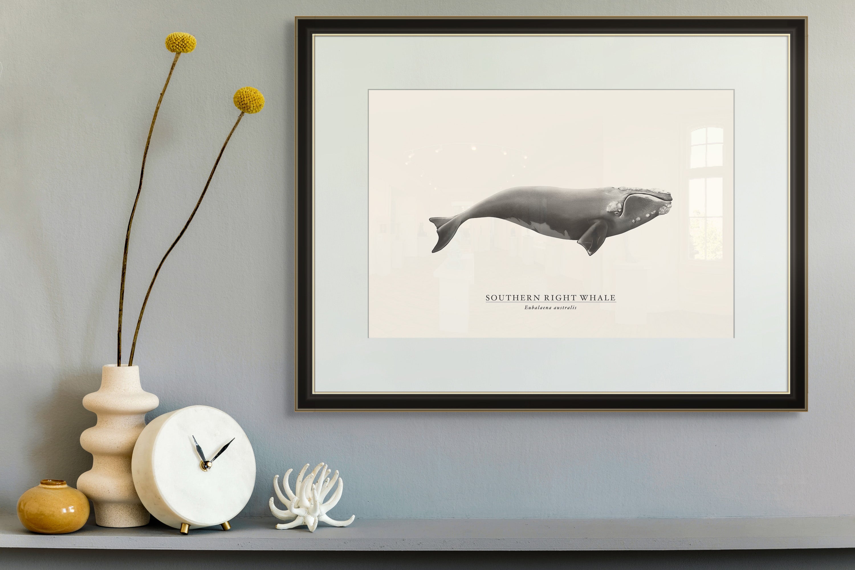 Southern Right Whale by Sam Lyne