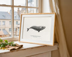 Southern Right Whale by Sam Lyne