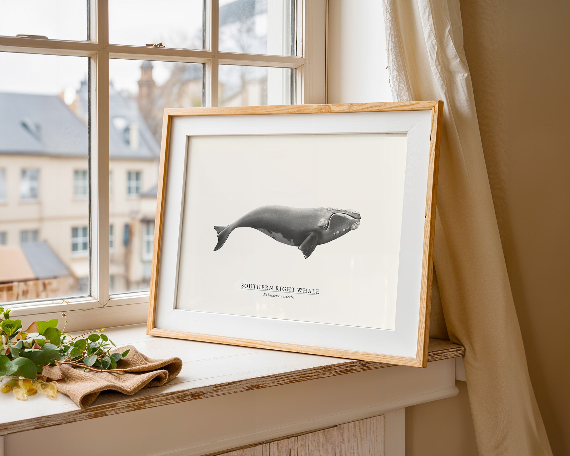 Southern Right Whale by Sam Lyne