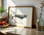Southern Right Whale by Sam Lyne