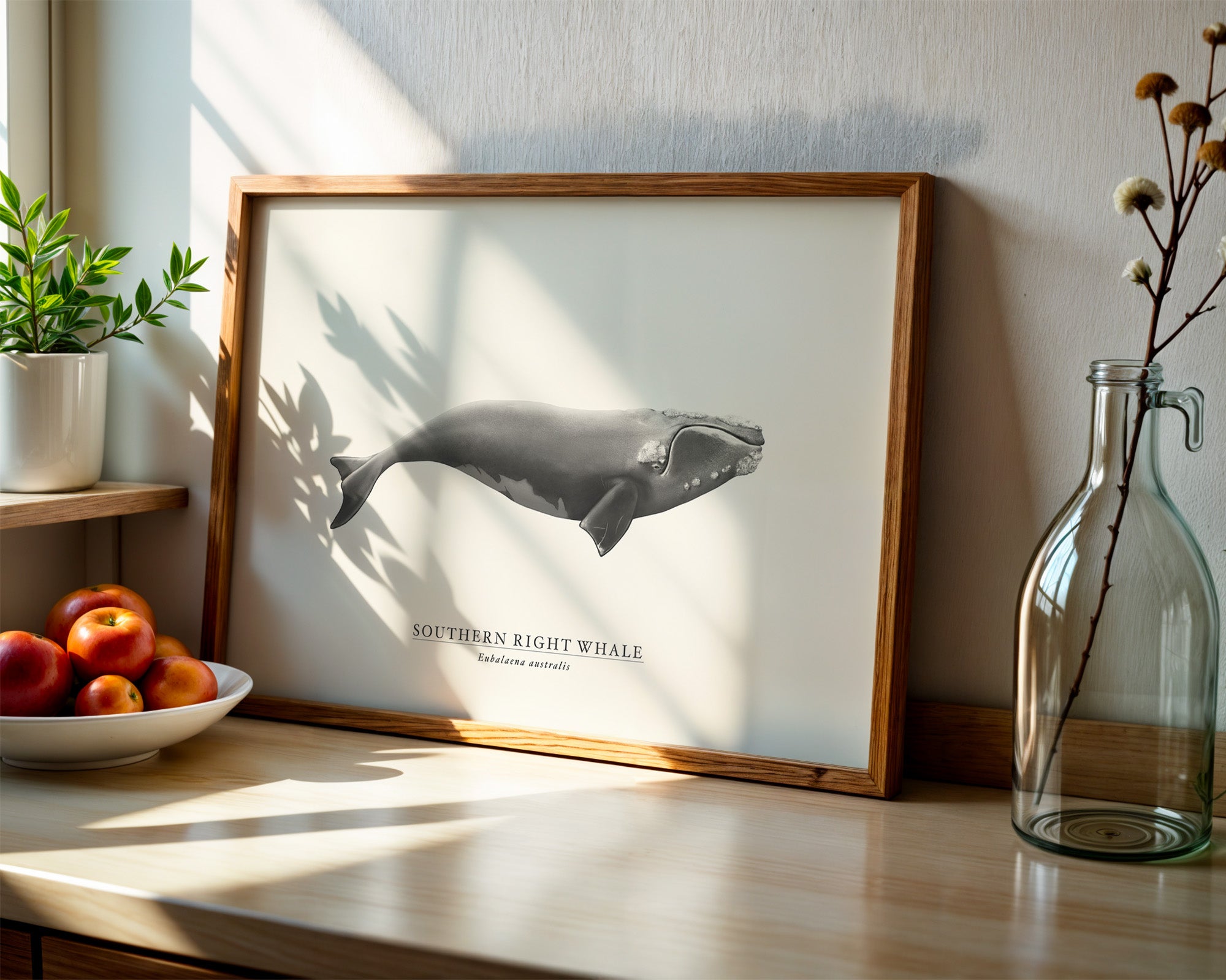 Southern Right Whale by Sam Lyne