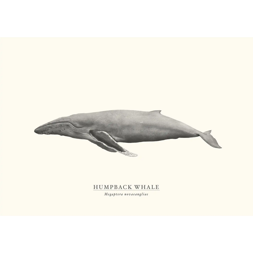 Humpback Whale by Sam Lyne