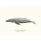 Humpback Whale by Sam Lyne