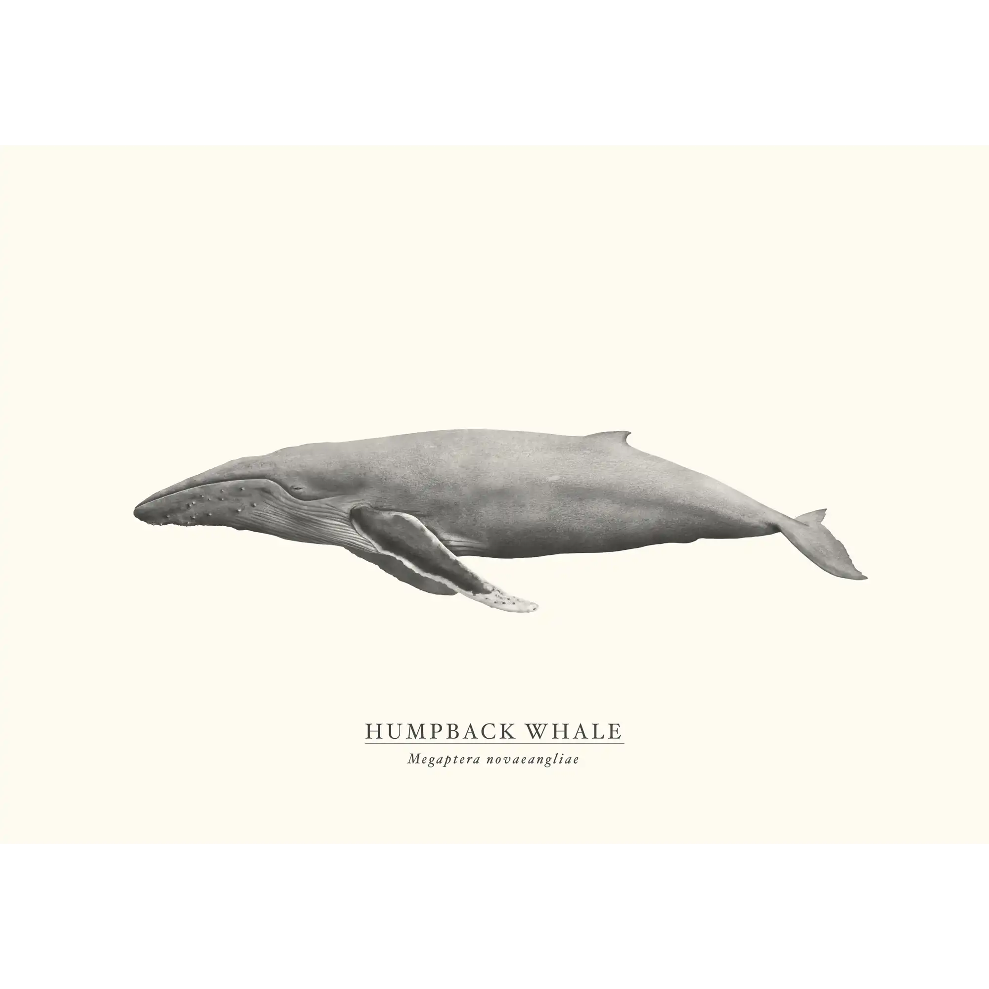 Humpback Whale by Sam Lyne
