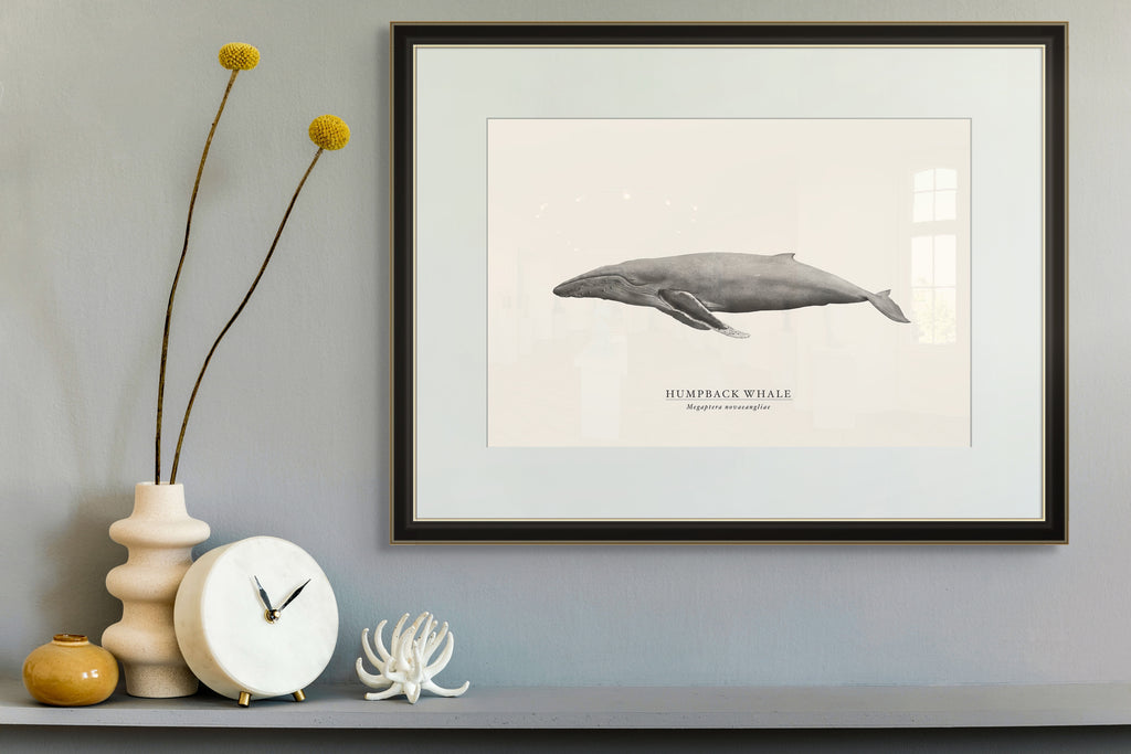 Humpback Whale by Sam Lyne