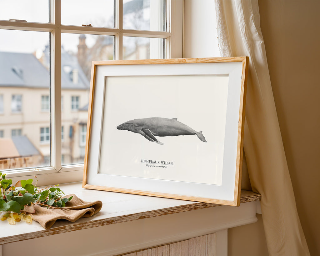Humpback Whale by Sam Lyne