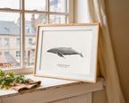 Humpback Whale by Sam Lyne