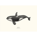 Orca by Sam Lyne