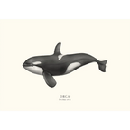 Orca by Sam Lyne