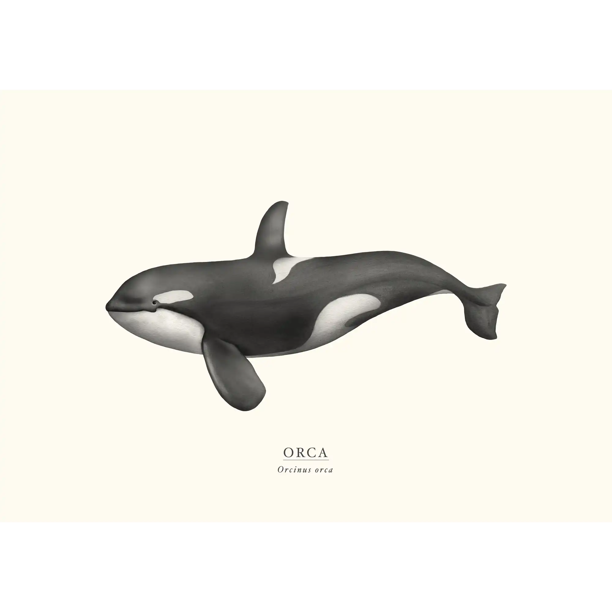 Orca by Sam Lyne