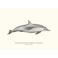 Short-Beaked Common Dolphin  by Sam Lyne